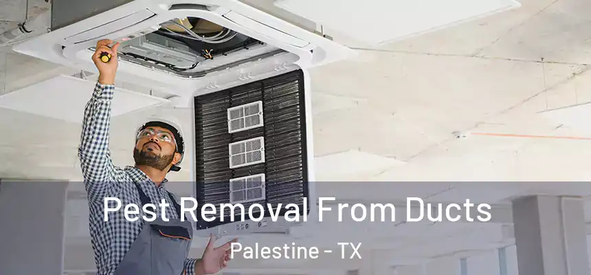  Pest Removal From Ducts Palestine - TX